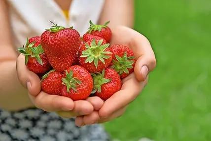 Erdbeeren selbst pflücken in Dresden: Jetzt ist die Zeit gekommen!