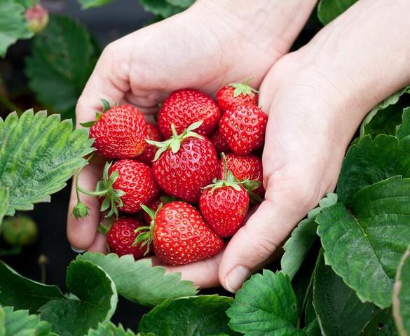 Genießen Sie den Sommer mit selbstgepflückten Erdbeeren: Finden Sie jetzt Erdbeerhöfe in Ihrer Umgebung Genießen Sie den Sommer mit selbstgepflückten Erdbeeren: Finden Sie jetzt Erdbeerhöfe in Ihrer Umgebung