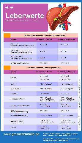 Welche GGT-Werte sind bedenklich? Welche GGT-Werte sind bedenklich?
