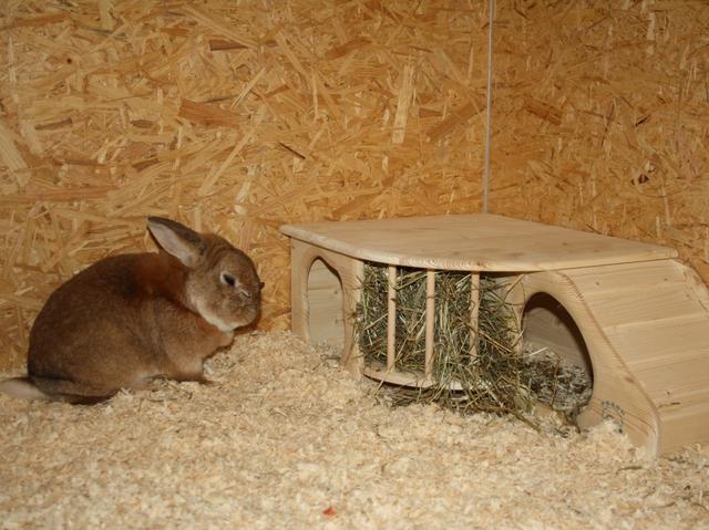 Bastelprojekt für Tierliebhaber: Baue ein gemütliches Hasenhaus für deine Kaninchen Bastelprojekt für Tierliebhaber: Baue ein gemütliches Hasenhaus für deine Kaninchen