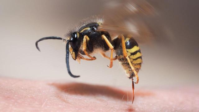 Was tun bei Wespenstichen? Wirksame Hausmittel zur Behandlung von Beschwerden Was tun bei Wespenstichen? Wirksame Hausmittel zur Behandlung von Beschwerden