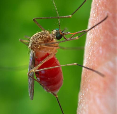 Was tun gegen Mückenstiche? Effektive Maßnahmen zur Vorbeugung und Behandlung Was tun gegen Mückenstiche? Effektive Maßnahmen zur Vorbeugung und Behandlung