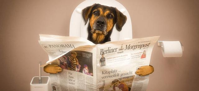 Ursachen für übelriechenden wässrigen Durchfall beim Hund und Behandlungsmöglichkeiten Ursachen für übelriechenden wässrigen Durchfall beim Hund und Behandlungsmöglichkeiten