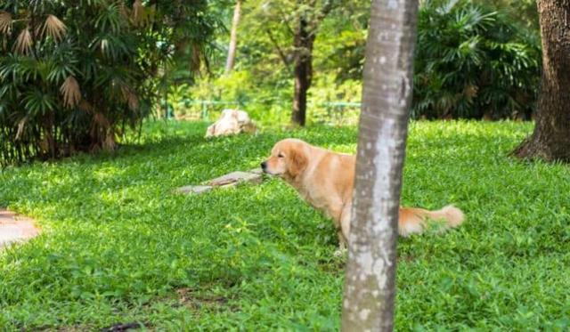 Wie man den unangenehmen Geruch von wässrigem Hundekot loswird - Tipps und Tricks Wie man den unangenehmen Geruch von wässrigem Hundekot loswird - Tipps und Tricks