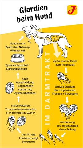 Ursachen für wässrigen Durchfall beim Hund und wie man den Gestank bekämpft Ursachen für wässrigen Durchfall beim Hund und wie man den Gestank bekämpft