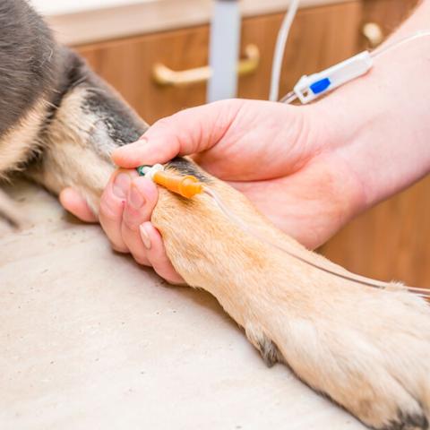4. Tabletten zur Selbst-Einschläferung des Hundes: Was ist zu beachten? 4. Tabletten zur Selbst-Einschläferung des Hundes: Was ist zu beachten?