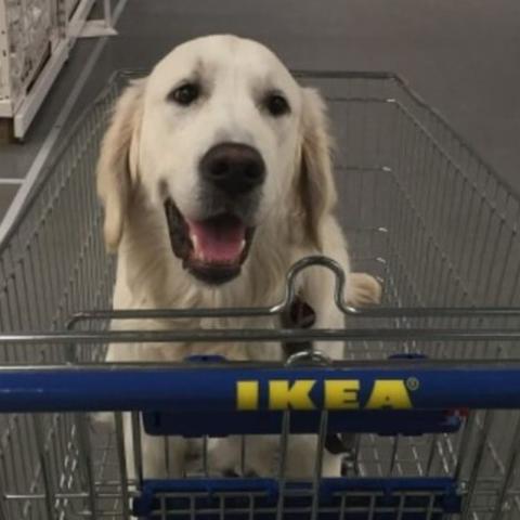 Hunde willkommen IKEA Einrichtungshaus erlaubt Hunde unter bestimmten