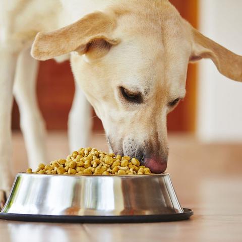 Leckere DIY-Hundeleckerlies für deinen treuen Begleiter