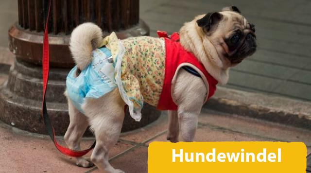 Geld sparen mit selbstgemachten Hundewindeln: Anleitungen und Ideen