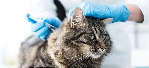 "Wann können wir mit der Hypocat-Impfung rechnen?" "Wann können wir mit der Hypocat-Impfung rechnen?"