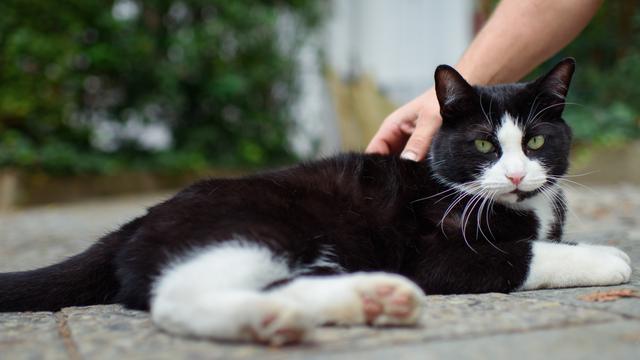 "Wann ist die Einführung der Hypocat-Impfung geplant?" "Wann ist die Einführung der Hypocat-Impfung geplant?"