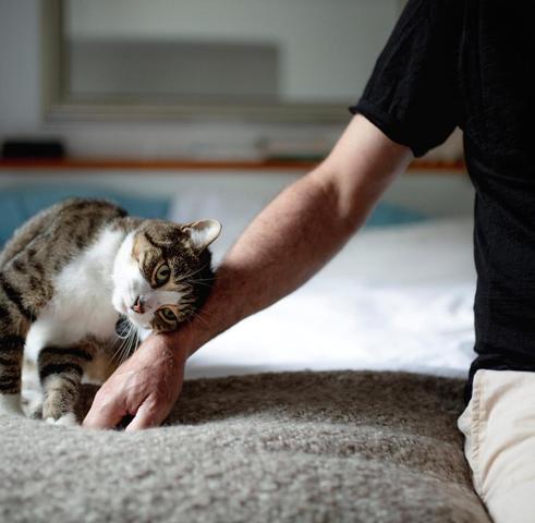 "Katzenhaarallergie bekämpfen: Wann kommt die Hypocat-Impfung?" "Katzenhaarallergie bekämpfen: Wann kommt die Hypocat-Impfung?"