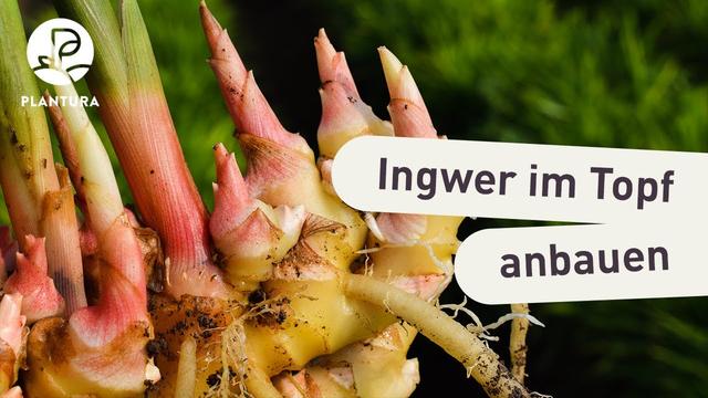 Ingwer selbst pflanzen und pflegen: Alles, was Sie wissen müssen