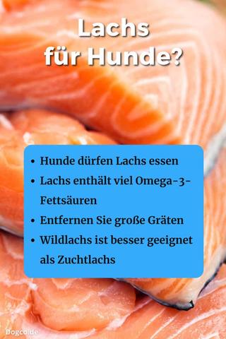 Lachs für Hunde: Gesund und lecker