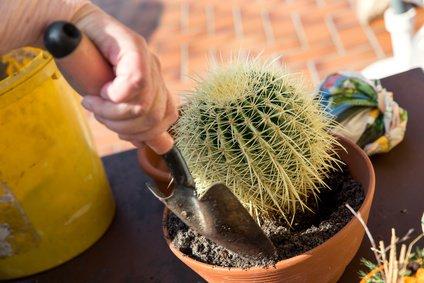 DIY-Kakteenerde: Schritt-für-Schritt-Anleitung zum Selbermischen DIY-Kakteenerde: Schritt-für-Schritt-Anleitung zum Selbermischen