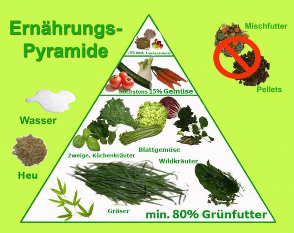 Radieschen in der Kaninchenernährung: Was du beachten solltest Radieschen in der Kaninchenernährung: Was du beachten solltest