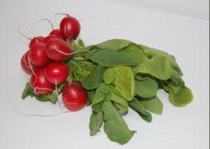 Radieschengrün als Teil einer ausgewogenen Ernährung für Kaninchen Radieschengrün als Teil einer ausgewogenen Ernährung für Kaninchen