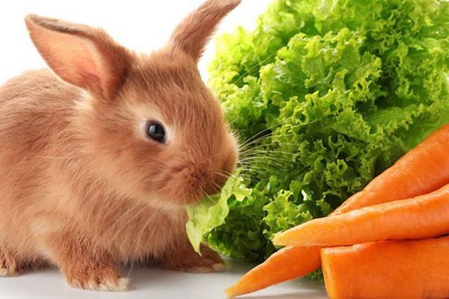 Können Kaninchen Radieschen essen? Tipps zur Fütterung Können Kaninchen Radieschen essen? Tipps zur Fütterung