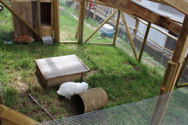 Planung und Umsetzung: So gestaltest du dein individuelles Kaninchengehege Planung und Umsetzung: So gestaltest du dein individuelles Kaninchengehege