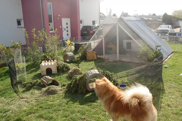 Ratgeber: Wie du ein sicheres und artgerechtes Kaninchengehege selber baust Ratgeber: Wie du ein sicheres und artgerechtes Kaninchengehege selber baust