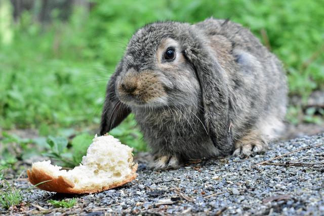 Raufutter statt Kartoffelschalen: Was Kaninchen wirklich brauchen Raufutter statt Kartoffelschalen: Was Kaninchen wirklich brauchen