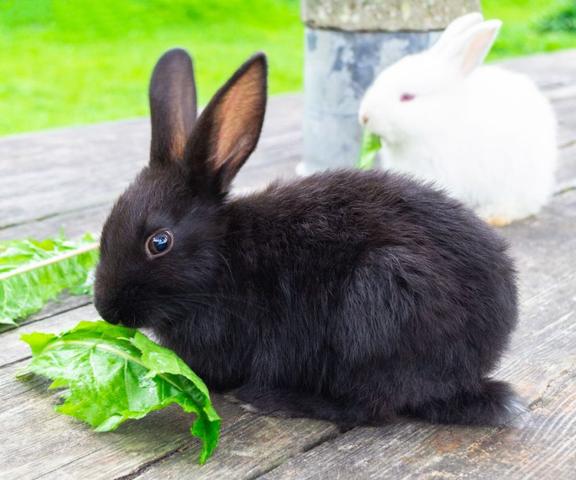 Zahnabrieb und gesunde Ernährung: Warum Kaninchen lieber auf Ästen kauen sollten als auf Kartoffelschalen Zahnabrieb und gesunde Ernährung: Warum Kaninchen lieber auf Ästen kauen sollten als auf Kartoffelschalen
