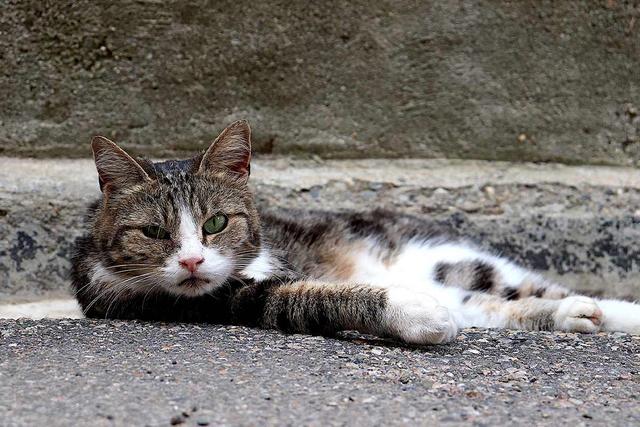 Überfahren oder angefahren: Wie man sich bei einem Unfall mit einer Katze verhält Überfahren oder angefahren: Wie man sich bei einem Unfall mit einer Katze verhält