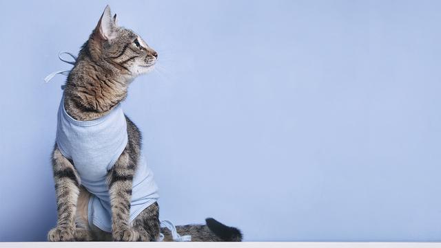 Der richtige Zeitpunkt für die Sterilisation einer Katze