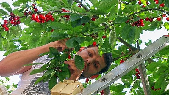 Selbstgemachte Köstlichkeiten: Kirschen pflücken für Desserts und Konfitüren