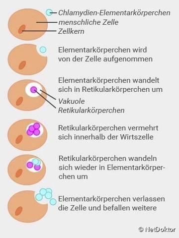 Selbstheilung bei Chlamydien: