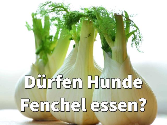 Richtige Dosierung von Fenchelsamen für Ihren Hund Richtige Dosierung von Fenchelsamen für Ihren Hund