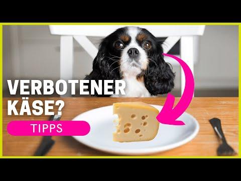 Tipps zur Fütterung von Frischkäse an Hunde