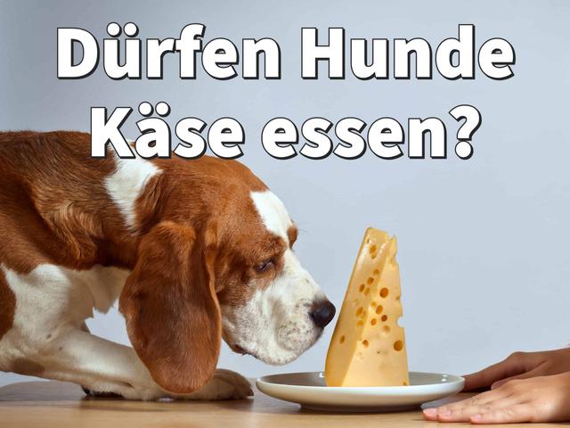 Kann Frischkäse eine gesunde Ergänzung zur Hundeernährung sein?