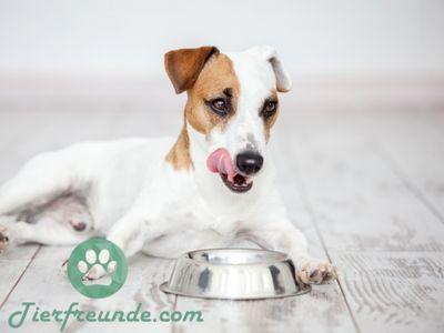 Sesam für Hunde: Vorteile und Fütterungsempfehlungen Sesam für Hunde: Vorteile und Fütterungsempfehlungen