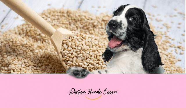 Wie man Sesam richtig an Hunde verfüttert: Tipps und Empfehlungen Wie man Sesam richtig an Hunde verfüttert: Tipps und Empfehlungen