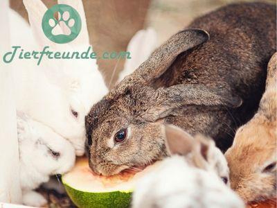 Sicherheit beim Verfüttern von Wassermelonen an Kaninchen