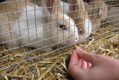 Die richtige Ernährung für Kaninchen: Sind Weintrauben erlaubt?