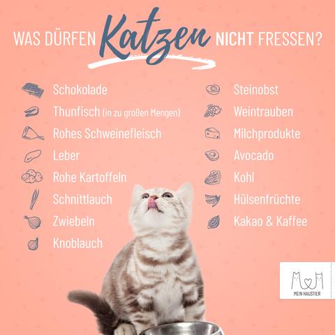Sicherheit geht vor: Wohnung katzensicher machen für das Wohlbefinden Deiner Katze Sicherheit geht vor: Wohnung katzensicher machen für das Wohlbefinden Deiner Katze