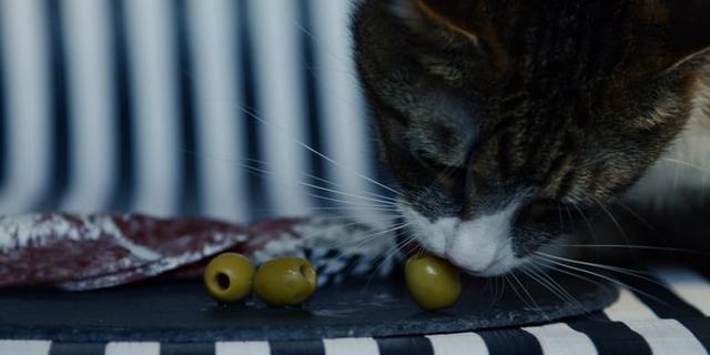 Die Wahrheit über Katzen und Oliven: Fakten und Vorsichtsmaßnahmen Die Wahrheit über Katzen und Oliven: Fakten und Vorsichtsmaßnahmen