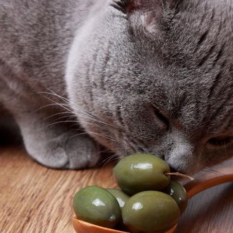 Können Katzen Oliven essen? Alles, was Sie wissen müssen Können Katzen Oliven essen? Alles, was Sie wissen müssen