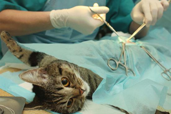 Planen Sie eine Sterilisation für Ihre Katze? Hier finden Sie Informationen zu den Kosten. Planen Sie eine Sterilisation für Ihre Katze? Hier finden Sie Informationen zu den Kosten.