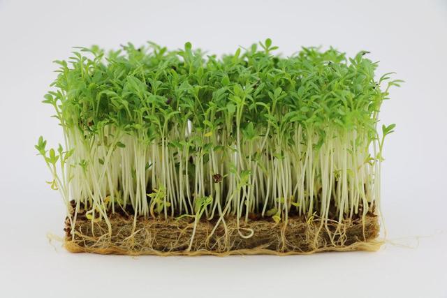 Ohne Garten und Erde: Kresse einfach auf der Fensterbank ziehen Ohne Garten und Erde: Kresse einfach auf der Fensterbank ziehen