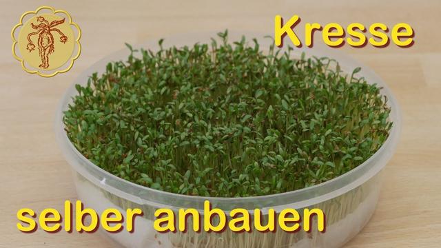 Platzsparend und lecker: Kresse ohne viel Aufwand selber ziehen Platzsparend und lecker: Kresse ohne viel Aufwand selber ziehen