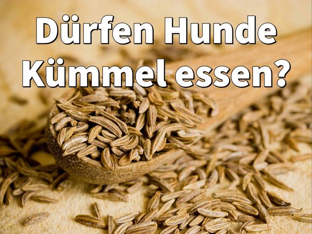 Kümmel als natürliche Hilfe gegen Blähungen und nervösen Magen bei Hunden