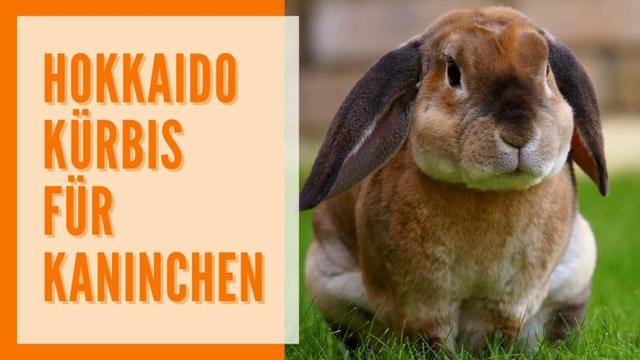 "Kürbis als gesunde Alternative: Darf mein Kaninchen Kürbis essen?" "Kürbis als gesunde Alternative: Darf mein Kaninchen Kürbis essen?"