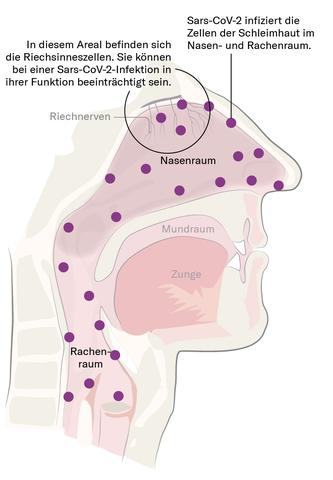 Covid-19: Wie lange kann der Verlust von Geruch und Geschmack anhalten?