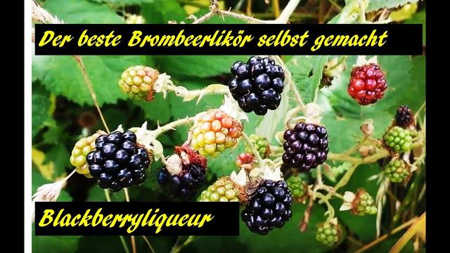 Köstlicher Brombeerlikör - Schritt-für-Schritt Anleitung Köstlicher Brombeerlikör - Schritt-für-Schritt Anleitung