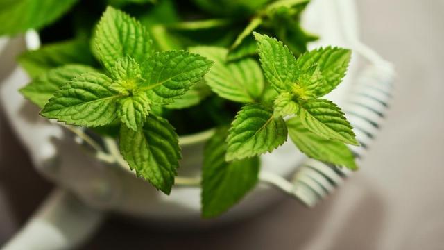 Gesundheit aus dem Garten: Pfefferminzöl selbstgemacht Gesundheit aus dem Garten: Pfefferminzöl selbstgemacht