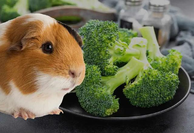 Brokkoli-Anbau im eigenen Garten für glückliche Meerschweinchen Brokkoli-Anbau im eigenen Garten für glückliche Meerschweinchen