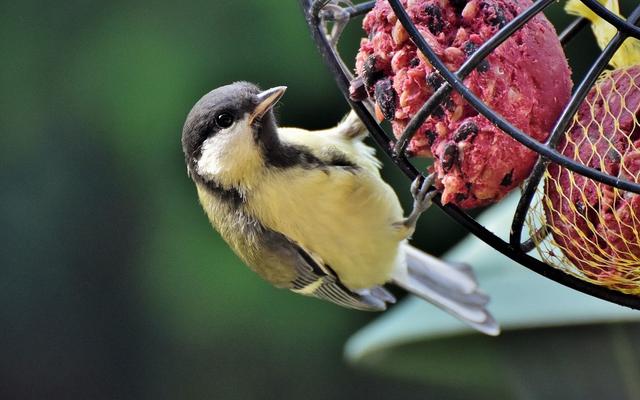 Vogelfreundlicher Garten: Meisenknödel selbst herstellen mit diesen tollen Rezepten Vogelfreundlicher Garten: Meisenknödel selbst herstellen mit diesen tollen Rezepten